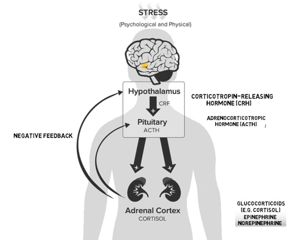 The Endocannabinoid system and stress response (implication in fatigue and burn-out)