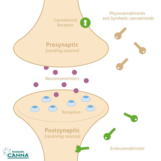 articles-sistemaendocannabinoide_text_1