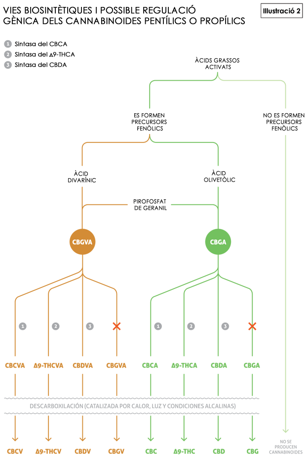 Què són els cannabinoides?