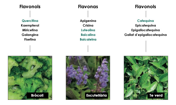 Flavonoides