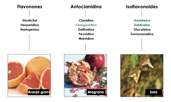 Flavonoides