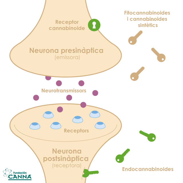 el sistema endocannabinoide