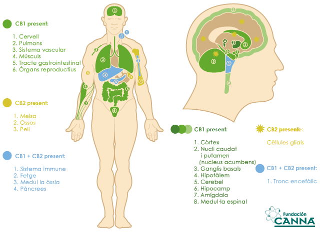 el sistema endocannabinoide