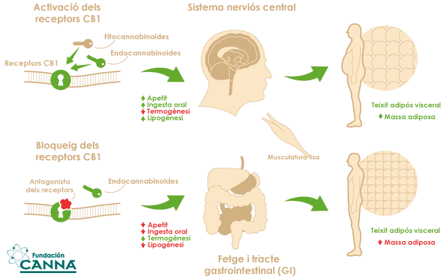 el sistema endocannabinoide