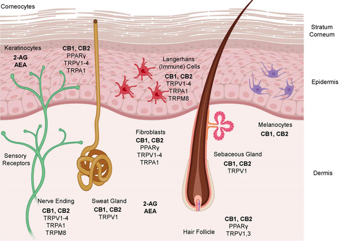 Implicación del sistema cannabinoide endógeno en el alcoholismo
