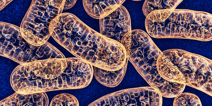 Los cannabinoides dentro de nuestras células: su papel en las mitocondrias