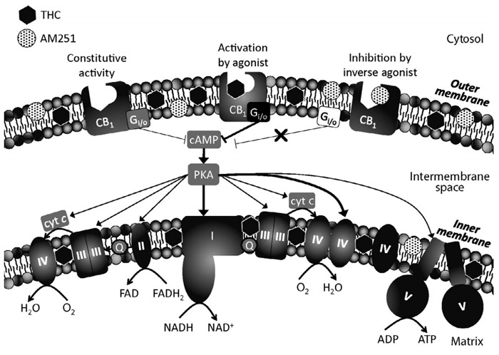 Cannabinoids inside our cells: their role in mitochondria