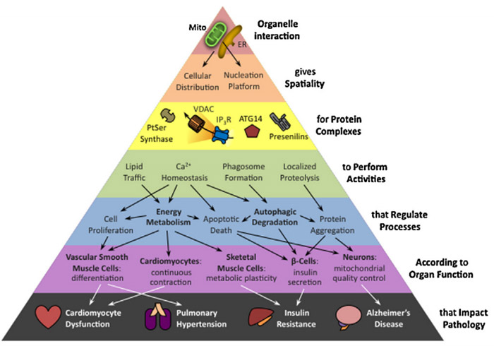 Cannabinoids inside our cells: their role in mitochondria