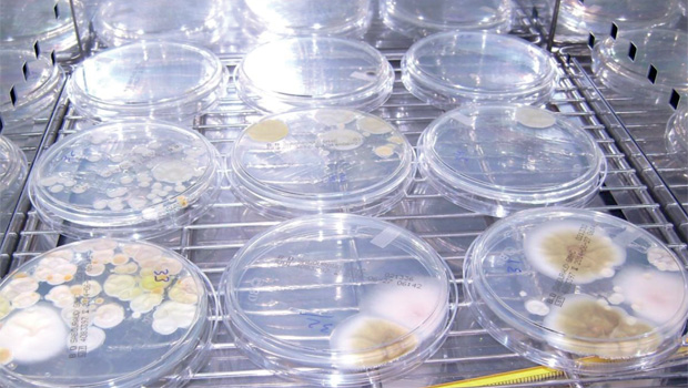 Microbiological study and quantification of cannabinoids