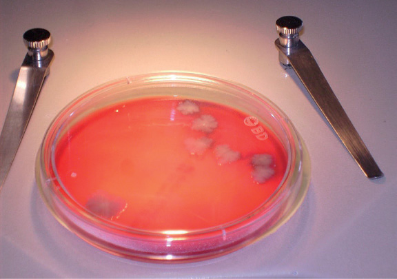 Microbiological study and quantification of cannabinoids