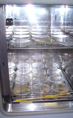 Microbiological study of cannabis samples