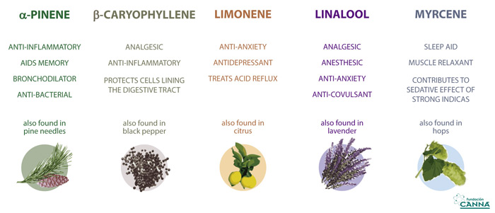 Plantas tradicionales que involucran el sistema endocannabinoide y su potencial medicinal