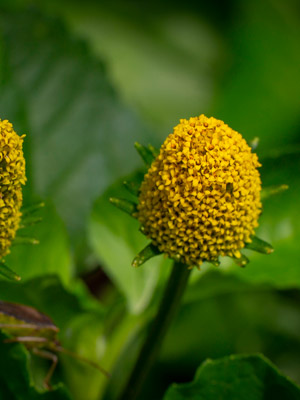 Plantas tradicionales que involucran el sistema endocannabinoide y su potencial medicinal
