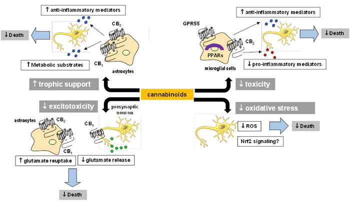 Towards a cannabinoid-based therapy for neurodegenerative disorders