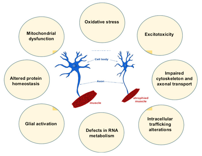 Terapias basadas en cannabinoides para la esclerosis lateral amiotrófica: una oportunidad en marcha