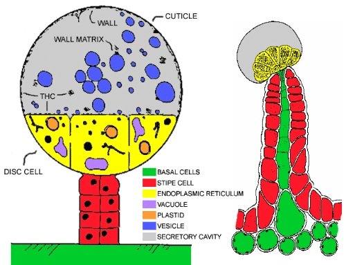 articles-cannabinoids_text_1