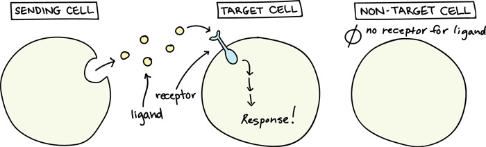 The Endocannabinoid system and stress response (implication in fatigue and burn-out)