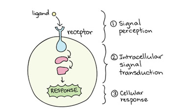 The Endocannabinoid system and stress response (implication in fatigue and burn-out)