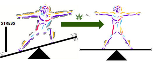 The Endocannabinoid system and stress response (implication in fatigue and burnout)