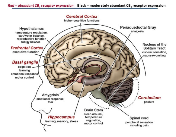 The Endocannabinoid system and stress response (implication in fatigue and burnout)