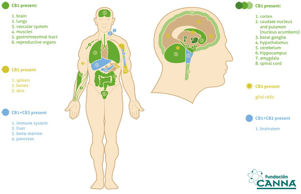 articles-sistemaendocannabinoide_text_2