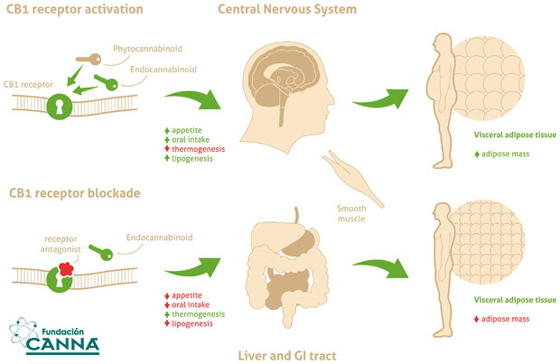 articles-sistemaendocannabinoide_text_3