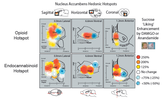 Anandamida, el endocannabinoide que nos hace felices