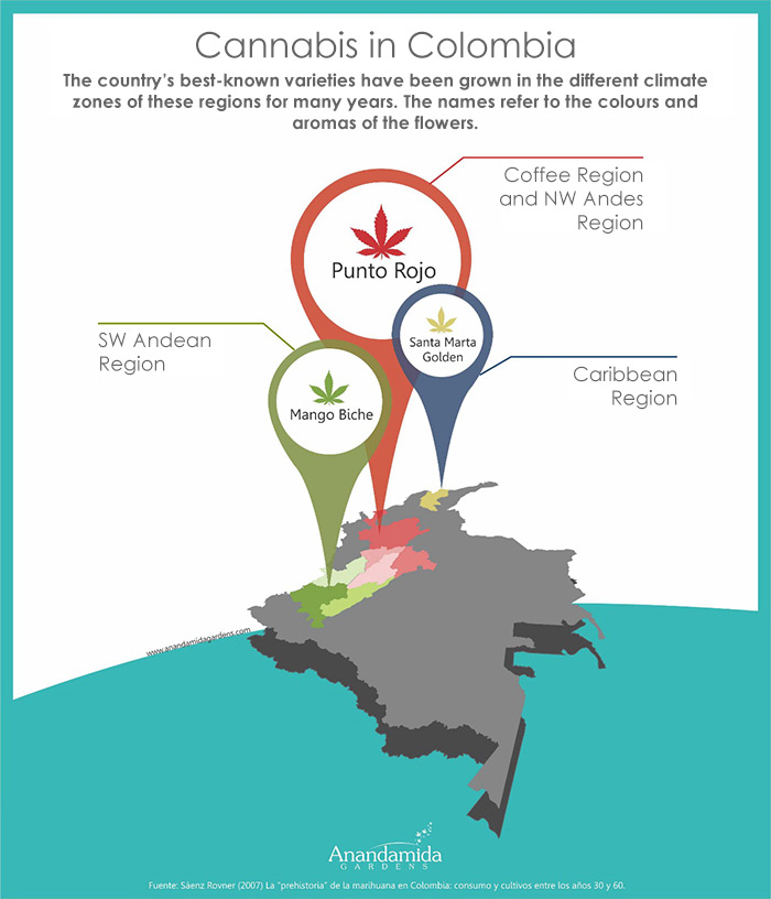 Variedades sativa de Cannabis en Colombia.