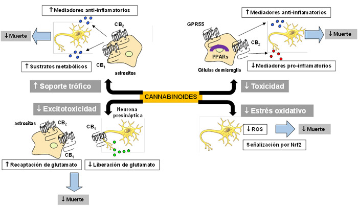 Hacia un tratamiento con cannabinoides para las enfermedades neurodegenerativas