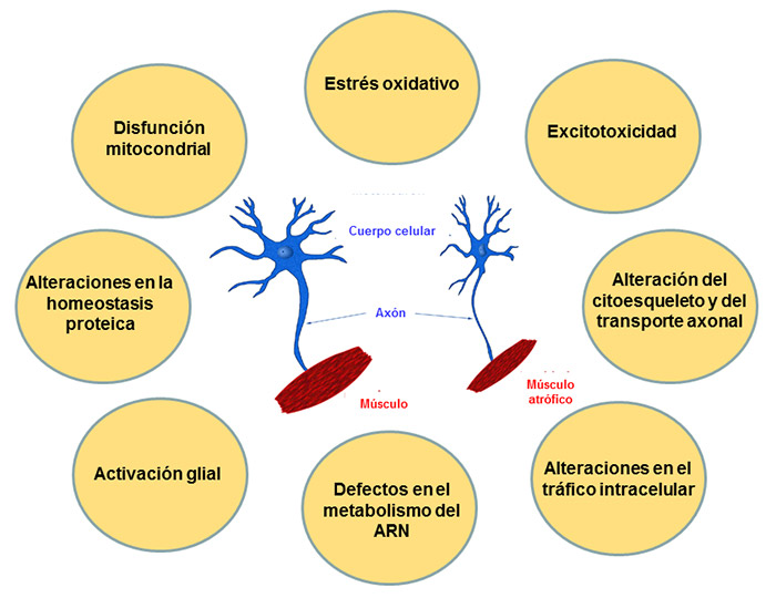 Terapias basadas en cannabinoides para la esclerosis lateral amiotrófica: una oportunidad en marcha