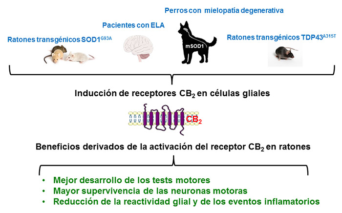 Terapias basadas en cannabinoides para la esclerosis lateral amiotrófica: una oportunidad en marcha