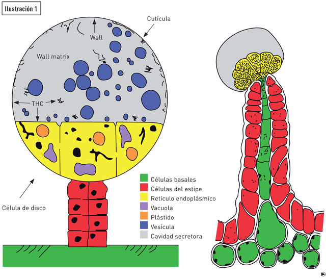 articles-cannabinoids_text_1