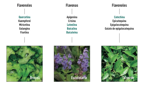 Flavonoides