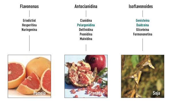 Flavonoides