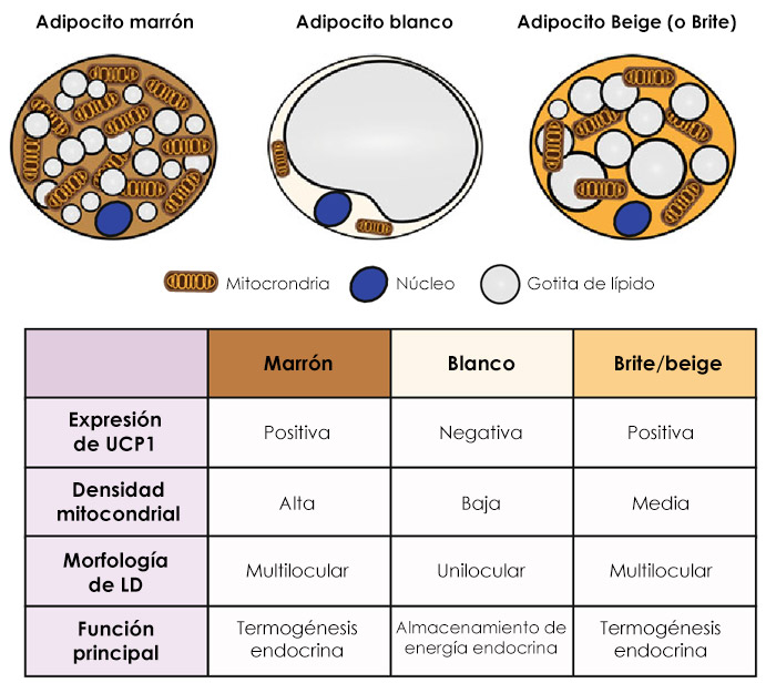 El papel del sistema endocannabinoide y los fitocannabinoides seleccionados en el metabolismo