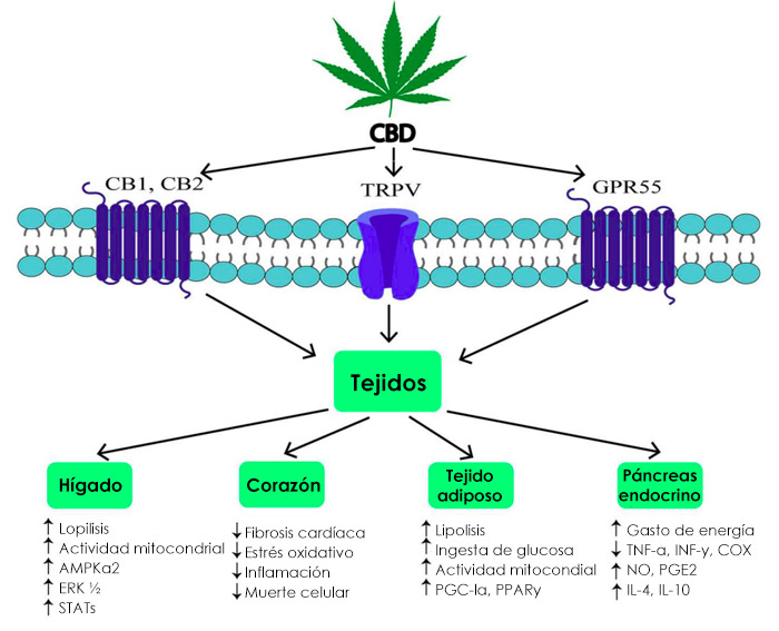 El papel del sistema endocannabinoide y los fitocannabinoides seleccionados en el metabolismo