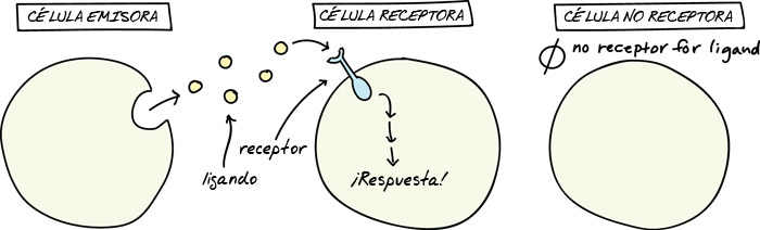 El sistema endocannabinoide y la respuesta al estrés (implicación en la fatiga y el agotamiento)