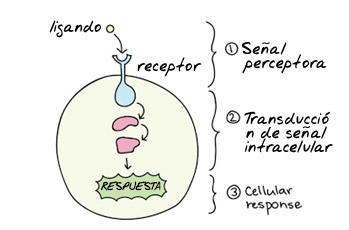 El sistema endocannabinoide y la respuesta al estrés (implicación en la fatiga y el agotamiento)