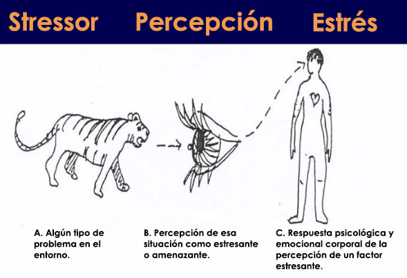 El sistema endocannabinoide y la respuesta al estrés (implicación en la fatiga y el agotamiento)