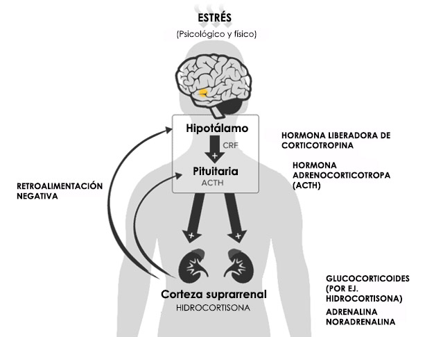 El sistema endocannabinoide y la respuesta al estrés (implicación en la fatiga y el agotamiento)