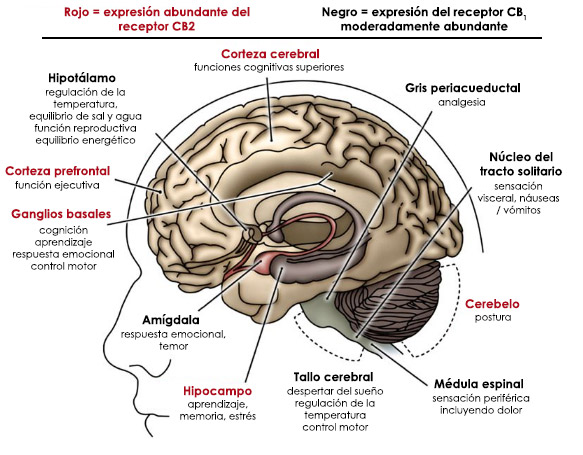 El sistema endocannabinoide y la respuesta al estrés (implicación en la fatiga y el agotamiento)