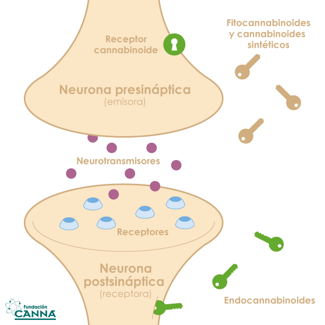 articles-sistemaendocannabinoide_text_1