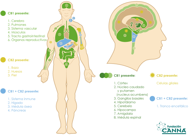 articles-sistemaendocannabinoide_text_2