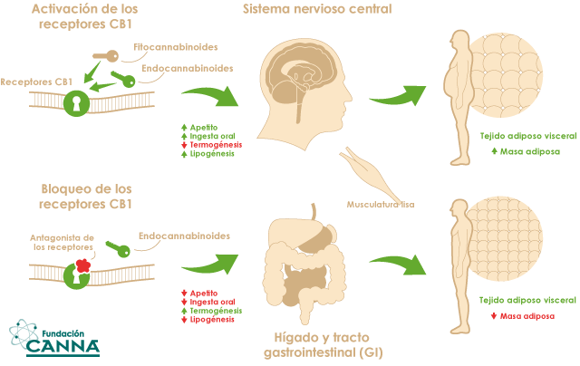 Establecen las vías de acción de los endocannabinoides sobre el metabolismo  de colesterol