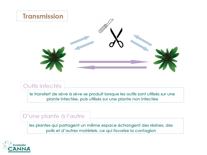 ¿VIRUS O...?