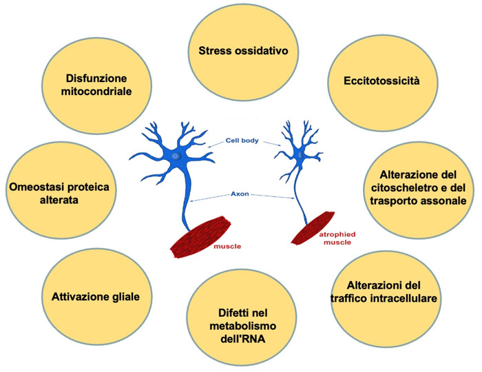 Terapias basadas en cannabinoides para la esclerosis lateral amiotrófica: una oportunidad en marcha