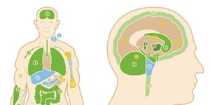 Vetores de Molécula De Anandamida É O Neurotransmissor Canabinoide Endógeno Modelo Estrutural Fórmula E Molécula Químico Folha De Papel Em Uma Gaiola e mais imagens de Alimentar - iStock